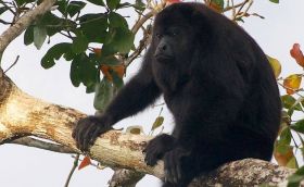 Howler monkey in a tree, Belize – Best Places In The World To Retire – International Living